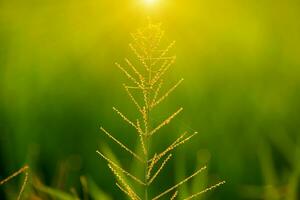 Flower grass and sunlight. photo