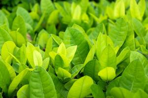 Green leaf background. photo