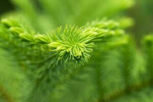 Macro the leaves of Norfolk Island Pine. photo