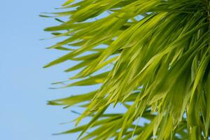 cerca arriba hojas de cola de zorro palmera. foto