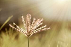 Close up of flower grass with light. photo