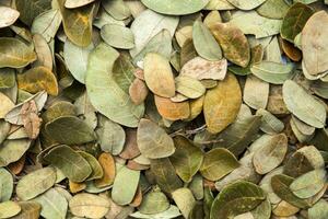 Dry leaves of the rain tree For use as fertilizer. photo