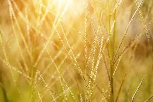 flower grass with sunlight. out of focus image. photo