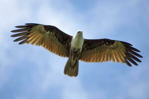 Brahminy kite, Red-backed sea-eagle. Scientific name - Haliastur indus photo