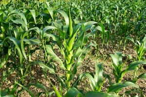 Close up the leaves of corn field. photo