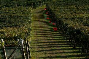 el cosecha, agricultores trabajo en el viñedos a cosecha el uvas durante el cosecha en el otoño de 2023 foto