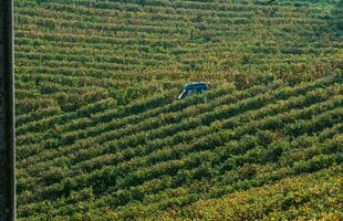 el cosecha, agricultores trabajo en el viñedos a cosecha el uvas durante el cosecha en el otoño de 2023 foto