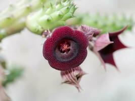 de cerca de cactus flor - huernia humilis haworth foto