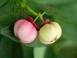 Seed of Sauropus androgynus, star gooseberry or sweet leaf. photo