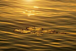 The lotus leaf over gold water with sunlight. photo