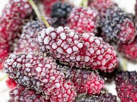 Frozen of organic black and red mulberry. photo