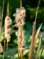 Typha angustifolia seeds on tree. photo