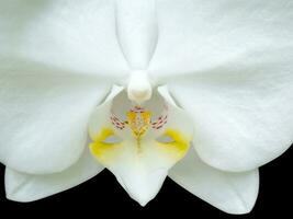 Close up of Beautiful orchid - phalaenopsis photo