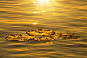 The lotus leaf over water with sunlight. photo