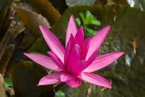 Pink waterlily in pond photo