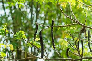 Seeds of rain tree. photo