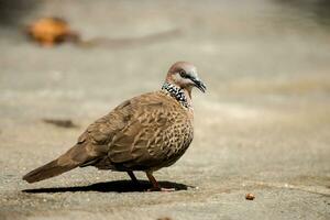 Spotted Dove Streptopelia chinensis photo