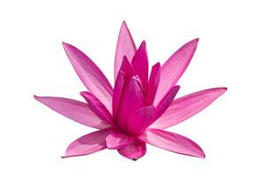 Pink waterlily on white background. photo