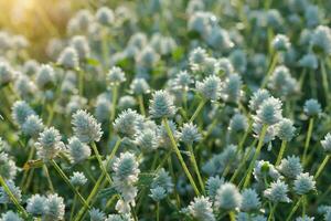 White flower grass with sunlight. Un-focus image. photo