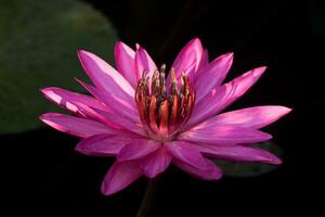 Pink Waterlily in garden pond. photo