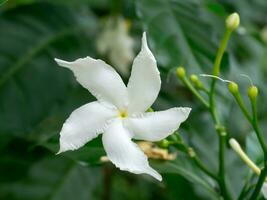 Gardenia jasminoides flower in the dark background. photo