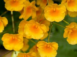 Yellow orchid, Honey fragrant orchids photo