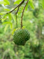 Soursop, Prickly Custard Apple. photo