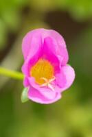 cerca arriba flor en difuminar verde naturaleza antecedentes foto