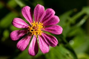 close up flower on blur green nature background photo