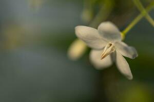 close up flower on blur green nature background photo