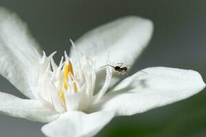 cerca arriba flor en difuminar verde naturaleza antecedentes foto