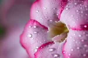 close up flower on blur green nature background photo