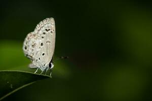 close up insects butterfly with flower photo