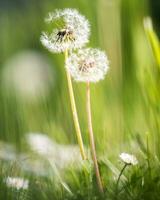 Pair of dandelion one not perfect close up shot portrait photo