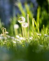 Pair of dandelion one not perfect close up shot portrait photo