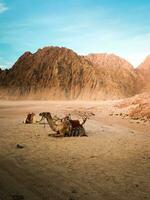Camel in the desert in front of a mountain in bright daylight photo