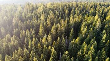 Forest aerial drone shot view from top photo