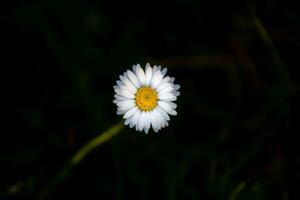 Daisy close up photograph from top shot photo