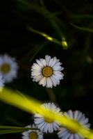 Daisy close up photograph from top shot photo