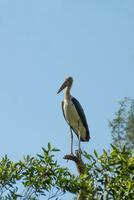 Conservation of birds on the tree. Lesser adjutant stork photo