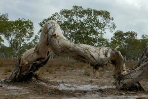 Paper bark tree photo