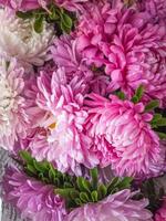 Bouquet of pink and white chrysanthemums close up photo