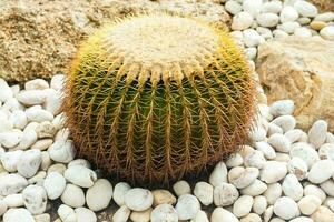 Cactus in the garden and muddy area with white pebbles around. photo