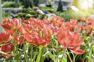 campo de vistoso hermosa ramo de flores de tulipán flor en jardín para tarjeta postal decoración y agricultura concepto diseño con selectivo atención foto