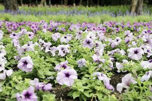 Field of Colorful Bouquet of Beautiful Cosmos Flower in Garden for Agriculture Concept Design with Selective Focus photo