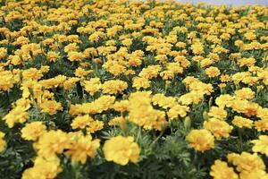 Field of Colorful Bouquet of Beautiful Cosmos Flower in Garden for Agriculture Concept Design with Selective Focus photo