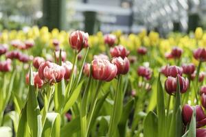 campo de vistoso hermosa ramo de flores de tulipán flor en jardín para tarjeta postal decoración y agricultura concepto diseño con selectivo atención foto