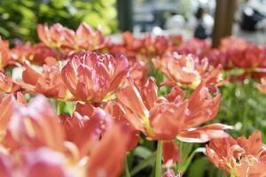 campo de vistoso hermosa ramo de flores de tulipán flor en jardín para tarjeta postal decoración y agricultura concepto diseño con selectivo atención foto