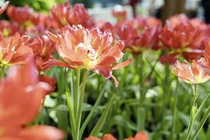 Field of Colorful Beautiful Bouquet  of Tulip Flower in Garden for Postcard Decoration and Agriculture Concept Design with Selective Focus photo