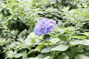 Field of Colorful Beautiful Bouquet  of Hydragea Flower in Garden for Postcard Decoration and Agriculture Concept Design with Selective Focus photo